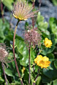 GEUM MONTANUM