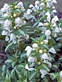 LAMIUM MACULATUM ALBUM (DEADNETTLE)