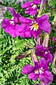 INCARVILLEA ZHONGDIANENSIS