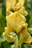 IRIS PUMILA CITRINA