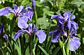 IRIS SETOSA BABY BLUE