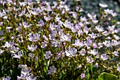 LEWISIA COLUMBIANA WALLOWENSIS