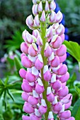 LUPINUS GALLEON PINK