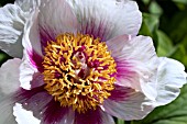 PAEONIA MLOKOSEWITSCHII PICOTEE FORM