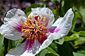 PAEONIA MLOKOSEWITSCHII PICOTEE FORM