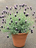 LAVANDULA STOECHAS FATHEAD (FRENCH LAVENDER)