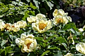 PAEONIA MLOKOSEWITSCHII