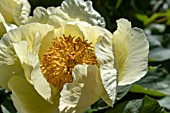 PAEONIA MLOKOSEWITSCHII