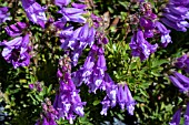 PENSTEMON FRUTICOSUS SCOULERI