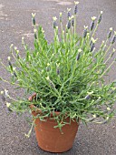 LAVANDULA STOECHAS VAN GOGH (FRENCH LAVENDER) IN CONTAINER