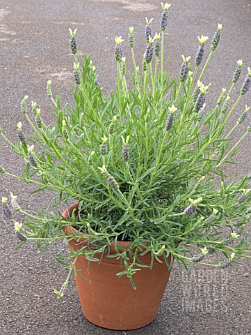 LAVANDULA_STOECHAS_VAN_GOGH_FRENCH_LAVENDER_IN_CONTAINER