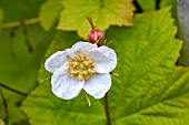 RUBUS ODORATUS