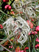 CLEMATIS VITALBA (OLD MANS BEARD,  TRAVELLERS JOY)