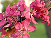 MALUS X PURPUREA LEMOINEI (CRAB APPLE)