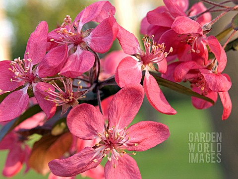 MALUS_X_PURPUREA_LEMOINEI_CRAB_APPLE