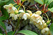 SCHISANDRA GRANDIFLORA