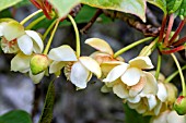 SCHISANDRA GRANDIFLORA