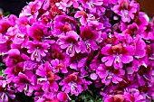 SCHIZANTHUS PURE DEEP ROSE