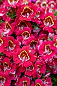 SCHIZANTHUS SCARLET BICOLOR