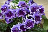 STREPTOCARPUS HARLEQUIN LACE