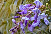 WISTERIA BRACHYBOTRYS OKAYAMA