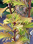 METASEQUOIA GLYPTOSTROBOIDES (DAWN REDWOOD)