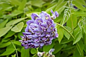 WISTERIA FRUITESCENS AMETHYST FALLS