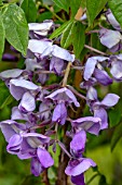 WISTERIA FRUTESCENS LONGWOOD PURPLE