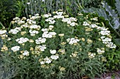 ACHILLEA MILLEFOLIUM WHITE BEAUTY