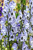 ACONITUM STAINLESS STEEL