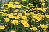 ANTHEMIS TINCTORIA