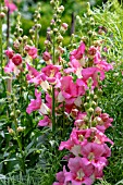 ANTIRRHINUM MAJUS  CHANTILLY PINK F1