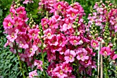 ANTIRRHINUM MAJUS  CHANTILLY PINK F1