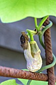 ARISTOLOCHIA MANSHURIENSIS