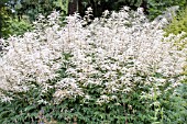 ARUNCUS DIOICUS KNEIFFII