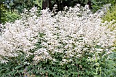 ARUNCUS DIOICUS KNEIFFII