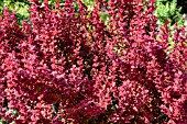 BERBERIS THUNBERGII ORANGE ROCKET