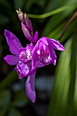 BLETILLA STRIATA