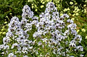 CAMPANULA LACTIFLORA