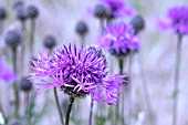 CENTAUREA SCABIOSA