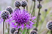 CENTAUREA SCABIOSA