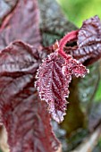 CORYLUS AVELLANA RED MAJESTIC