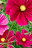 COSMOS RUBENZA