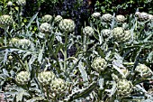 CYNARA SCOLYMUS