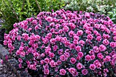 DIANTHUS SUGAR PLUM