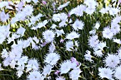 DIANTHUS ARENARIUS NANUS LITTLE MAIDEN