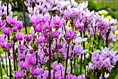 DODECATHEON MEADIA