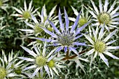 ERYNGIUM BOURGATTI