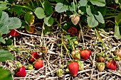 FRAGARIA VESCA VIBRANT