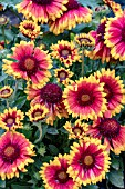 GAILLARDIA ARIZONA SUN